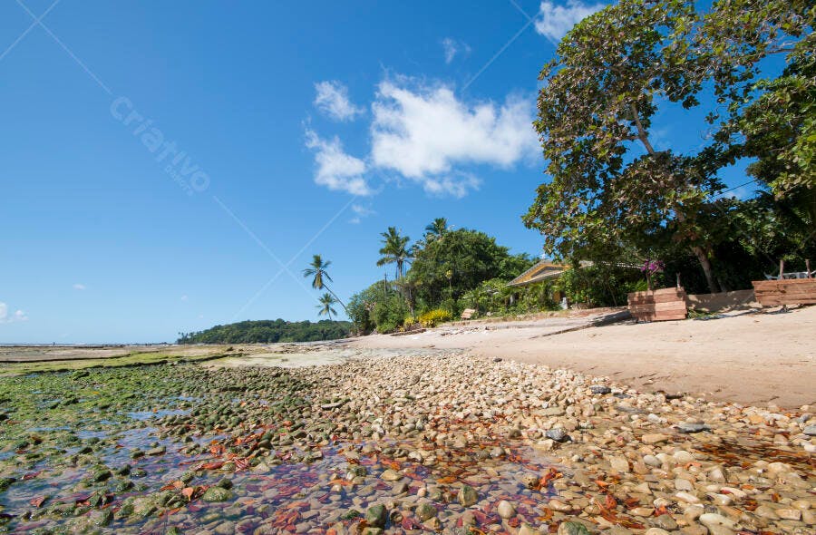 Praia tropical rochosa com maré baixa e palmeiras ao sol