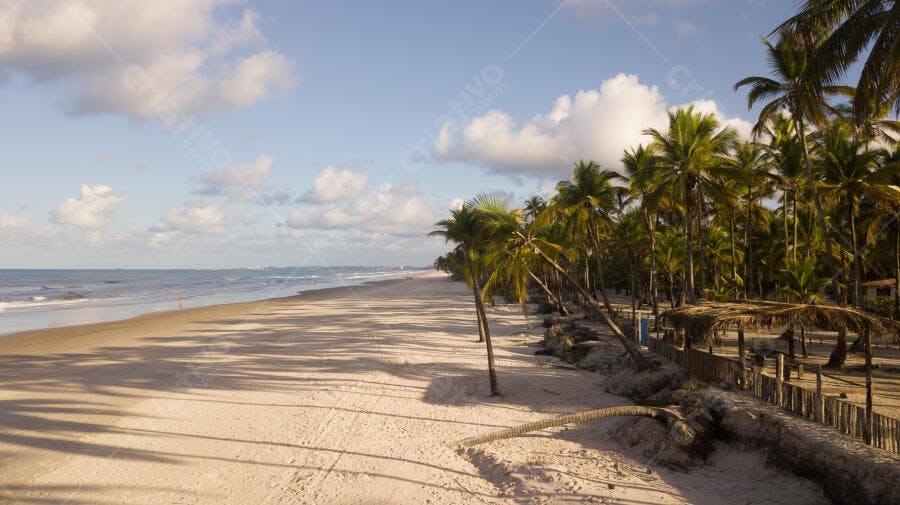 Praia tropical com coqueiros na areia clara e oceano azul sob céu claro