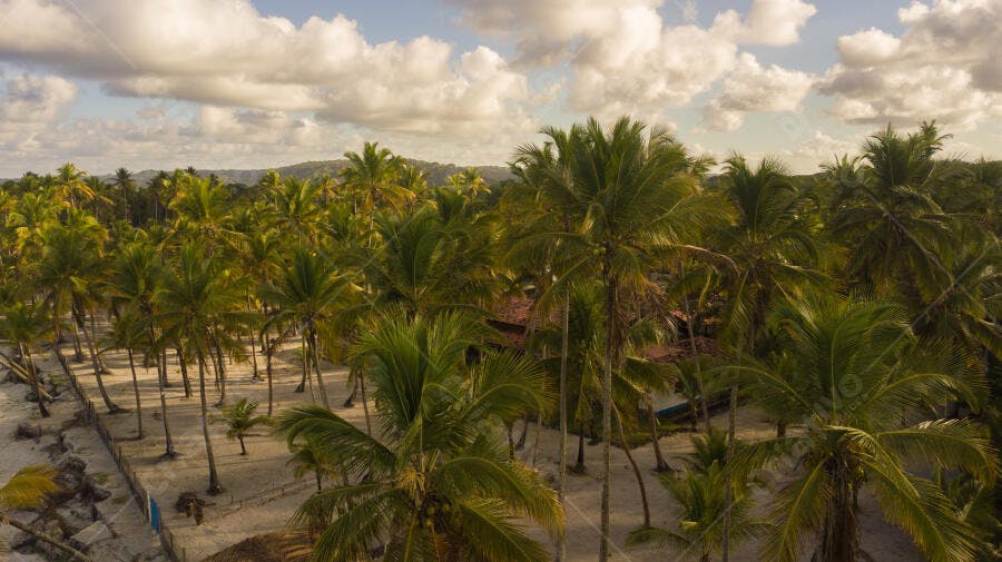 Coqueiros verdes em praia tropical dourada com céu nublado