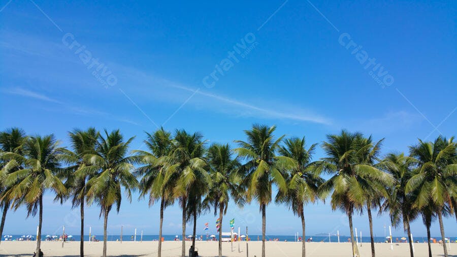 Coqueiros verdes na praia de areia clara com oceano azul e céu limpo de verão