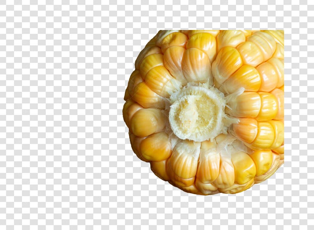 Alimento Milho fresco espiga amarela com base branca PNG com fundo transparente