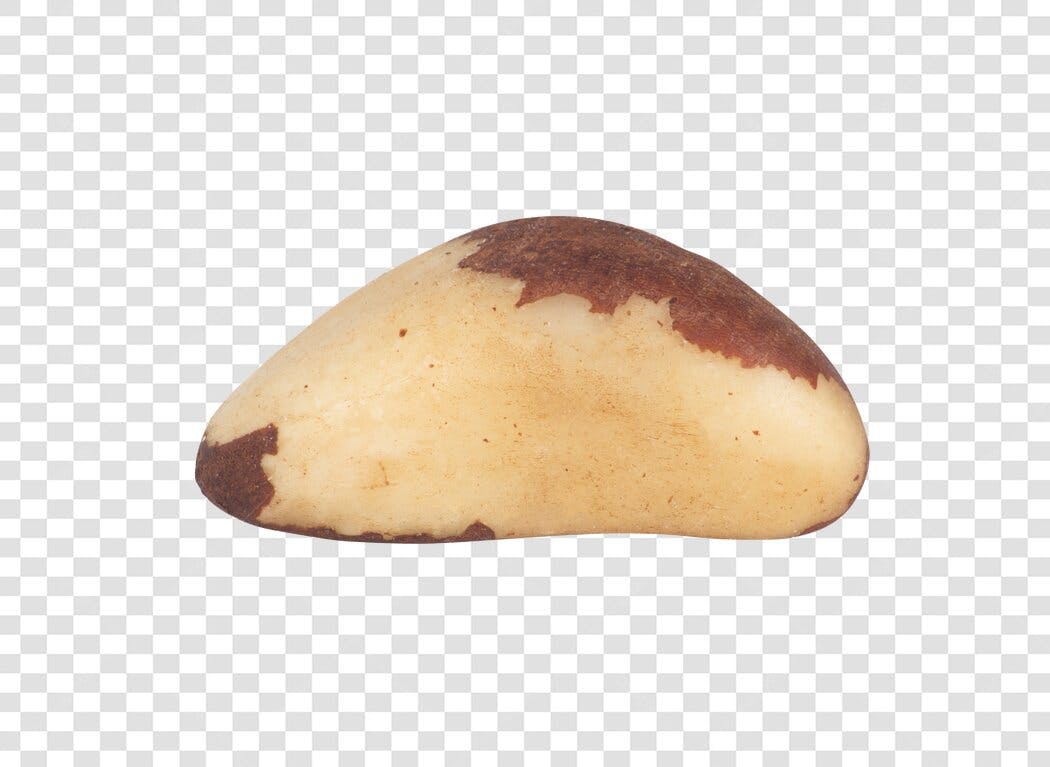 Elemento gráfico Castanha do Pará bege e marrom PNG com fundo transparente