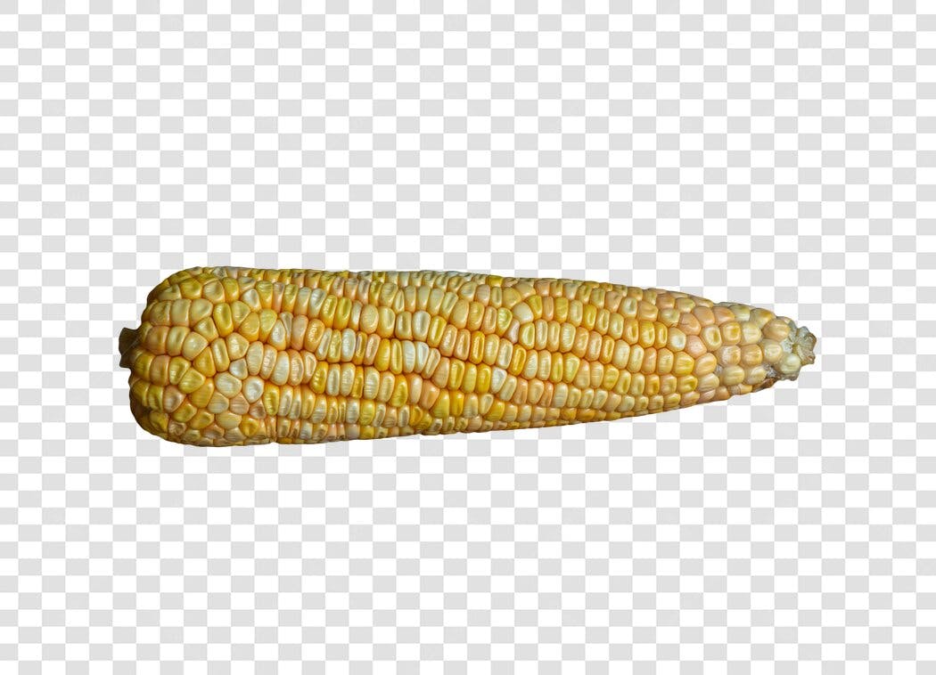 Objeto Espiga de Milho Amarelo e Branco PNG com fundo transparente