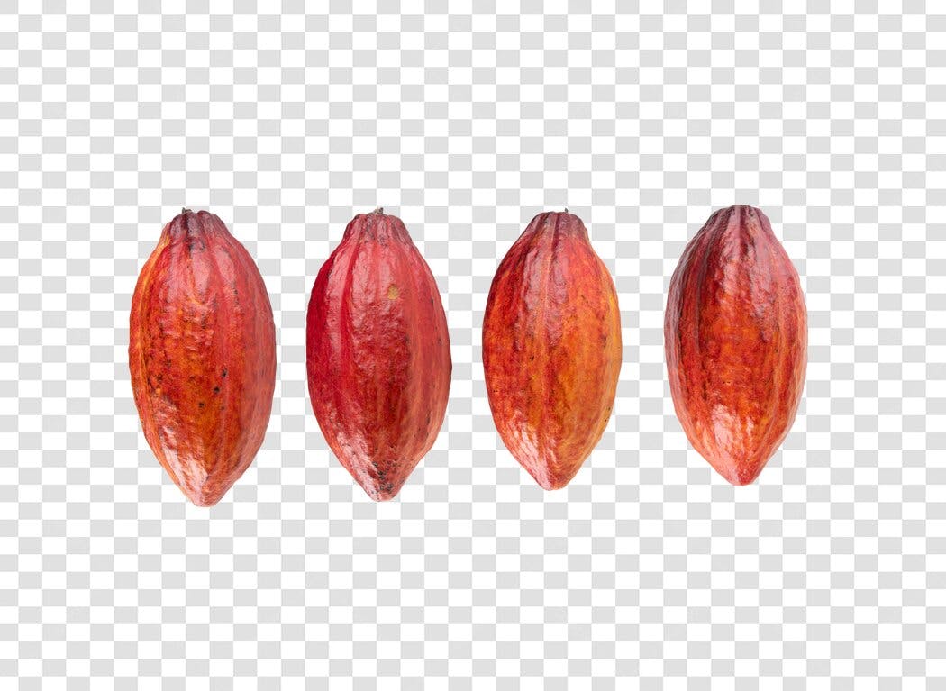 Frutos de Cacau Frescos para Ingredientes de Chocolate PNG com fundo transparente