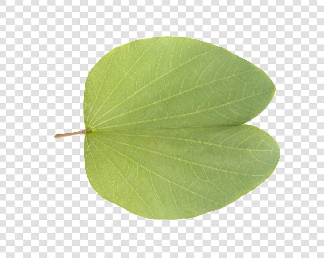 Elemento Gráfico Folha Verde Formato Coração Natural PNG com fundo transparente