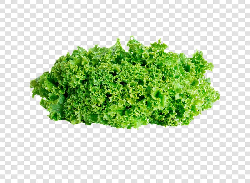 Elemento gráfico Alface Crespa Verde para Salada PNG com fundo transparente