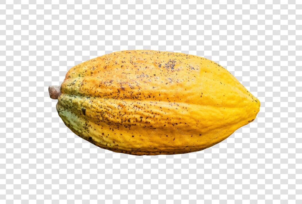 Fruto de Cacau Amarelo Maduro PNG com fundo transparente para design de alimentos