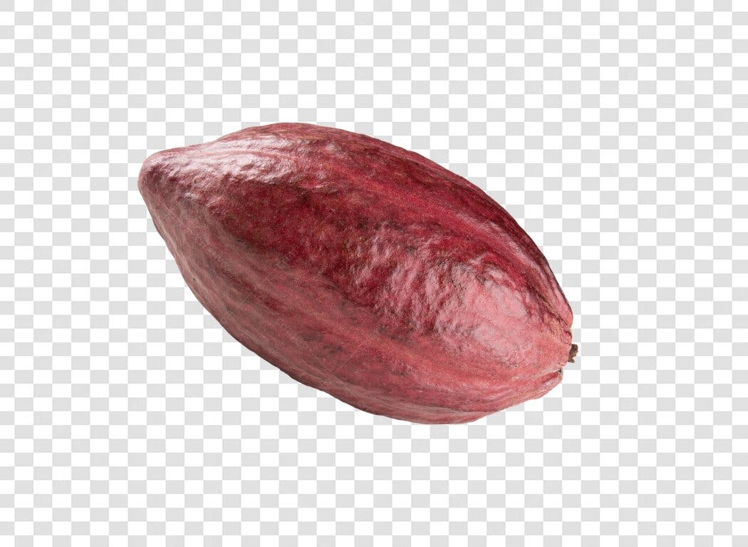 Elemento gráfico Cacau Fruto Vermelho Natural PNG com fundo transparente