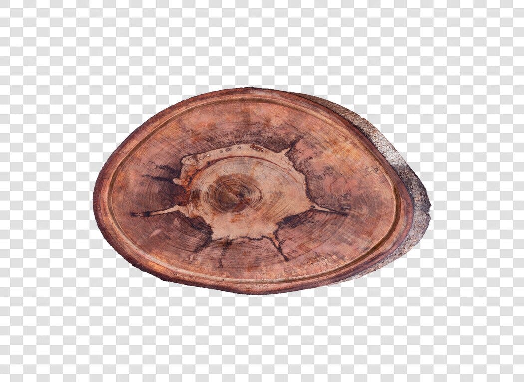 Elemento Gráfico Fatia de Tronco Madeira Rústica Marrom PNG com fundo transparente