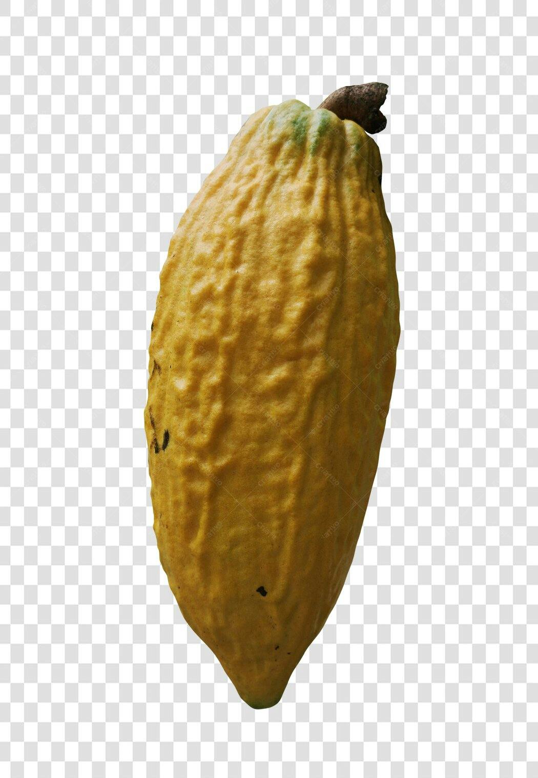 Elemento Gráfico Fruto de Cacau Amarelo PNG com fundo transparente