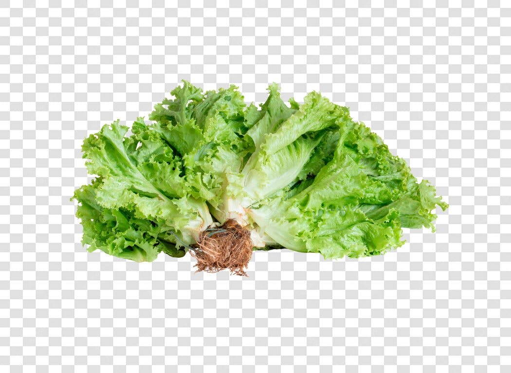 Elemento Gráfico Alface Fresca com Raízes Verde Vibrante PNG com fundo transparente