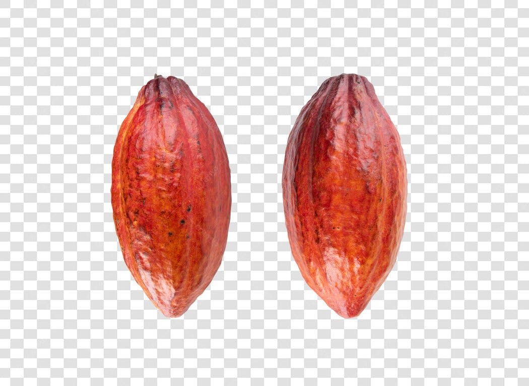 Elemento gráfico dois frutos de cacau orgânico vermelho PNG com fundo transparente