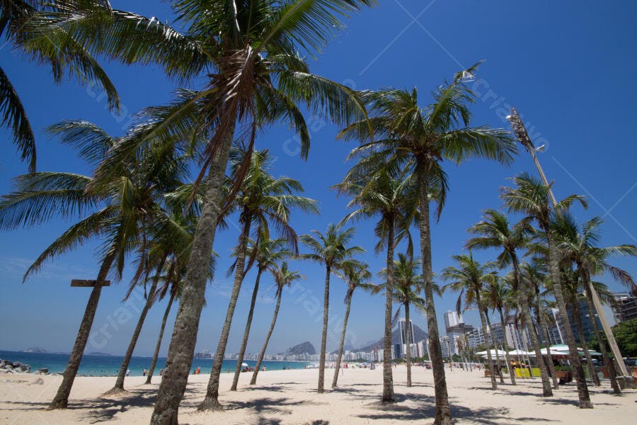 Palmeiras na praia de Copacabana Rio de Janeiro céu azul e areia clara