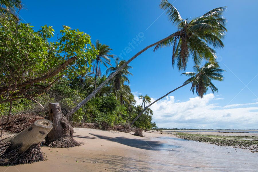 Praia tropical com coqueiros inclinados e areia clara sob céu azul