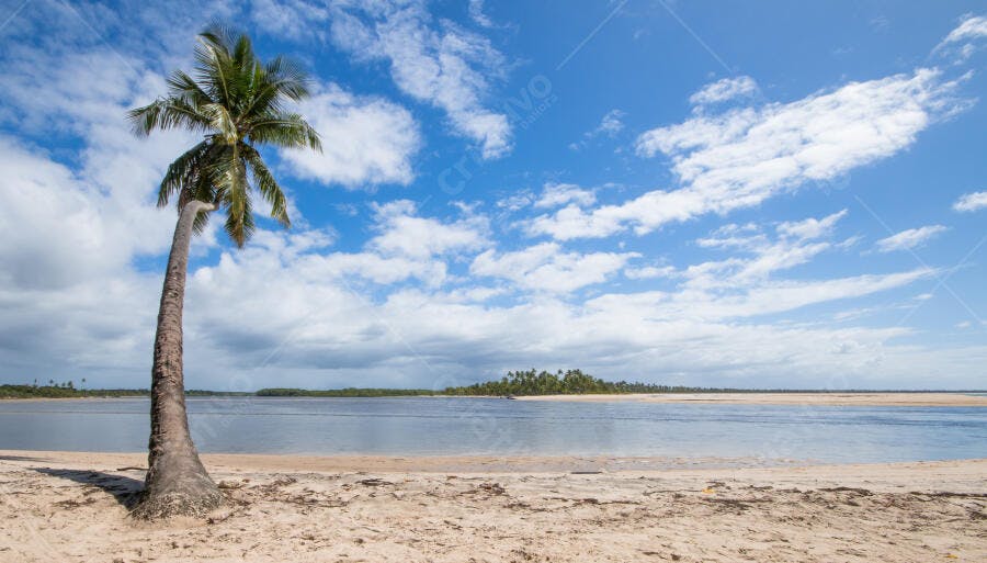 Palmeira solitária em praia tropical deserta com céu azul e nuvens brancas