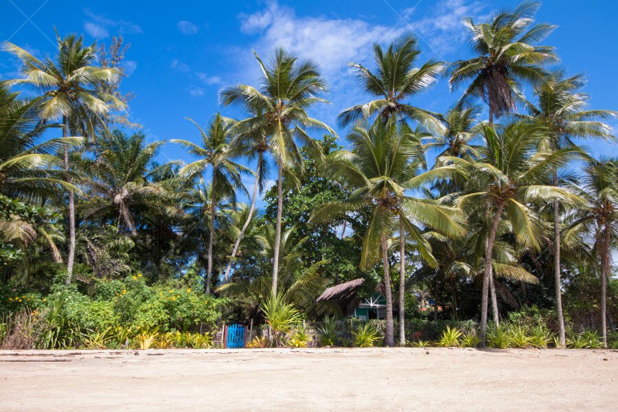 Palmeiras em praia tropical com areia clara cabana rústica e céu azul ensolarado