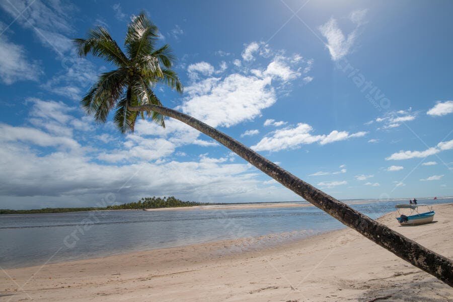 Coqueiro inclinado em praia tropical com areia clara e céu azul