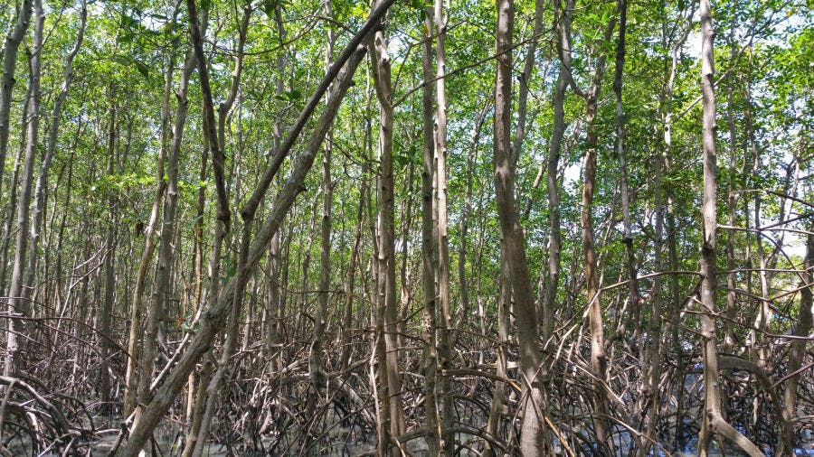 Manguezal denso com raízes aéreas em floresta tropical verde e marrom