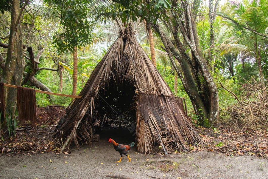 Choupana rústica de folhas no meio da floresta tropical com galo vermelho