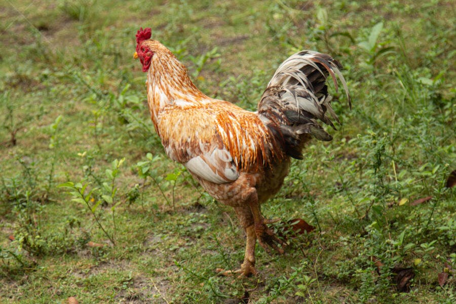 Galo caipira colorido em gramado verde claro buscando alimento