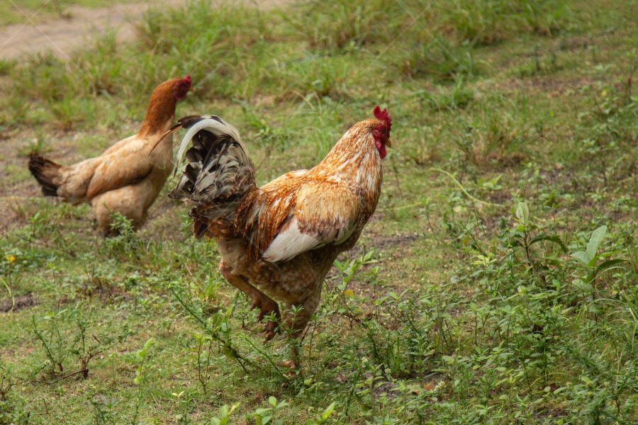 Galo e galinha marrons no campo verde com folhagem natural