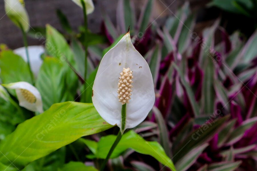 Lírio da paz branco detalhe flor com espatifilo verde e roxo vibrante