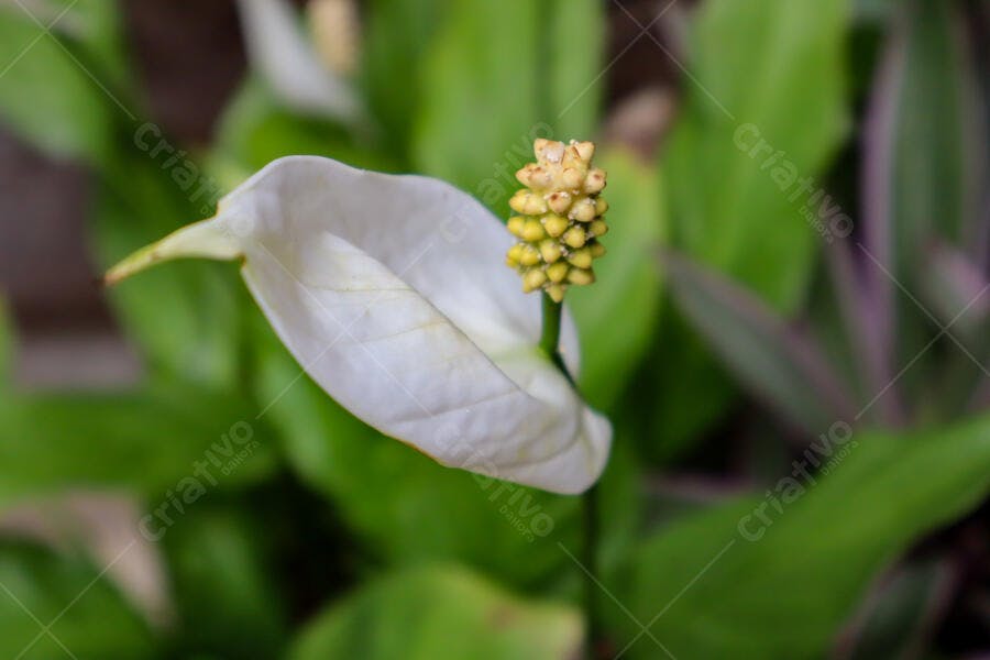 Lírio da paz branco com espádice amarelo em folhagem verde