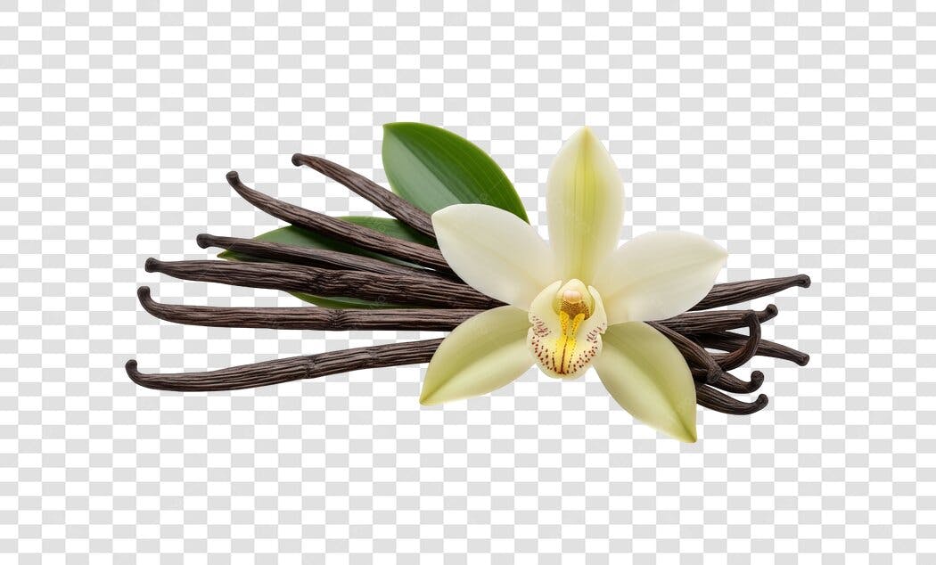 Flor e Favas de Baunilha PNG com fundo transparente