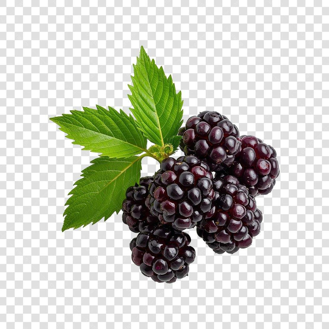 Amoras Frescas com Folhas Verdes PNG com fundo transparente