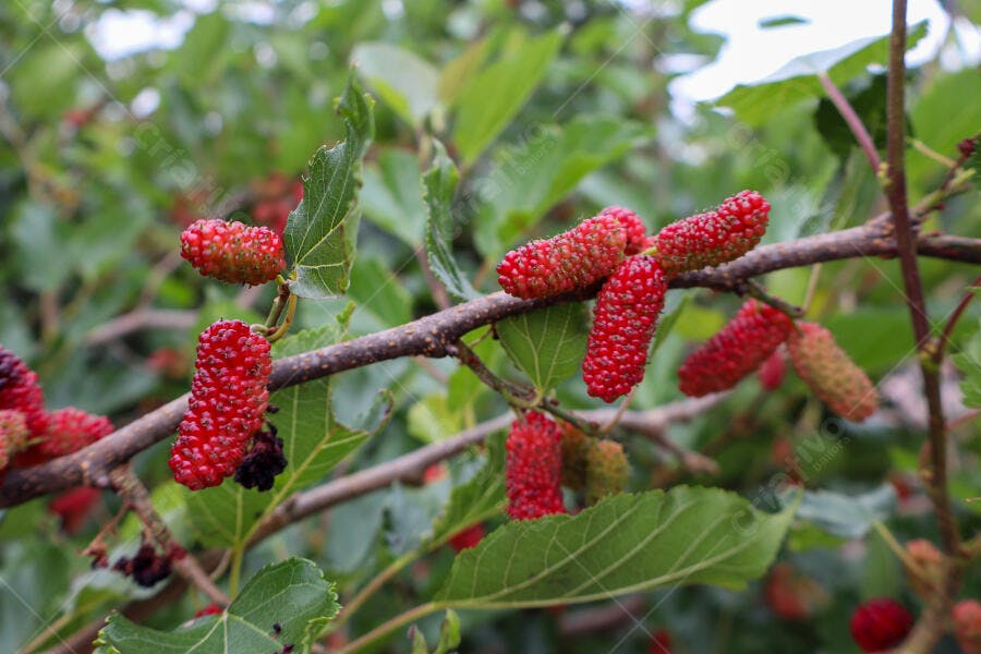 Amoras vermelhas e verdes crescendo em galho de amoreira na natureza