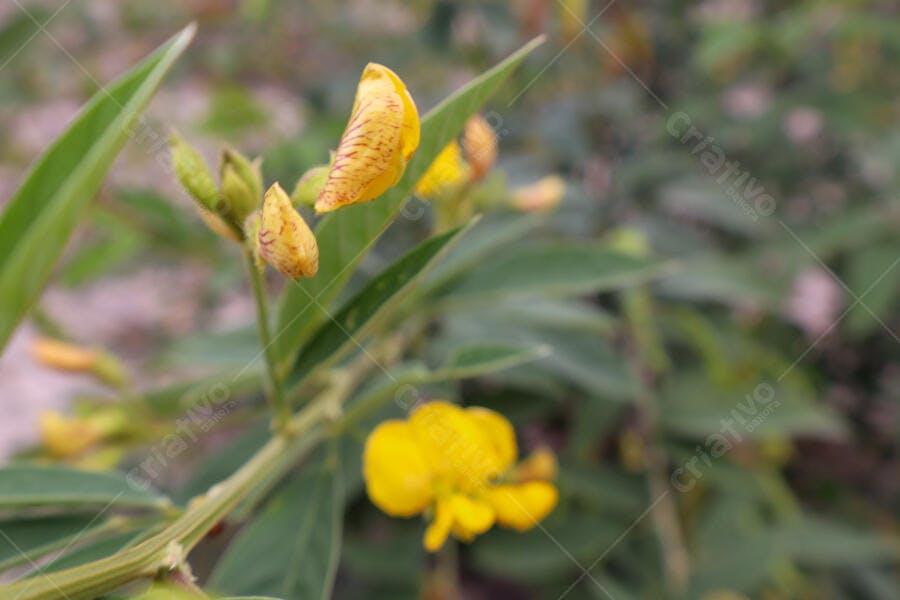 Botões de flores amarelas com listras avermelhadas e folhas verdes na natureza
