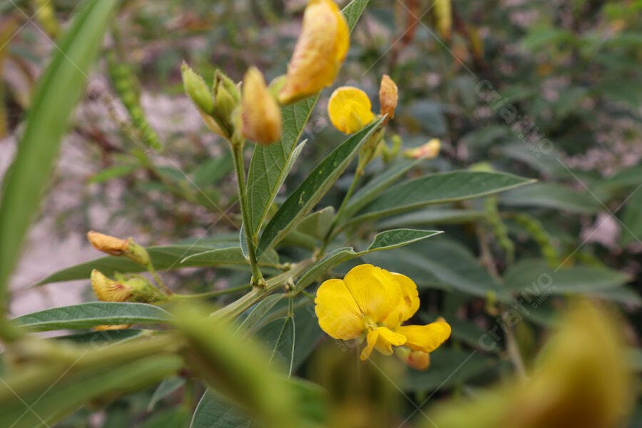 Flor amarela vibrante em planta com botões e folhas verdes na natureza