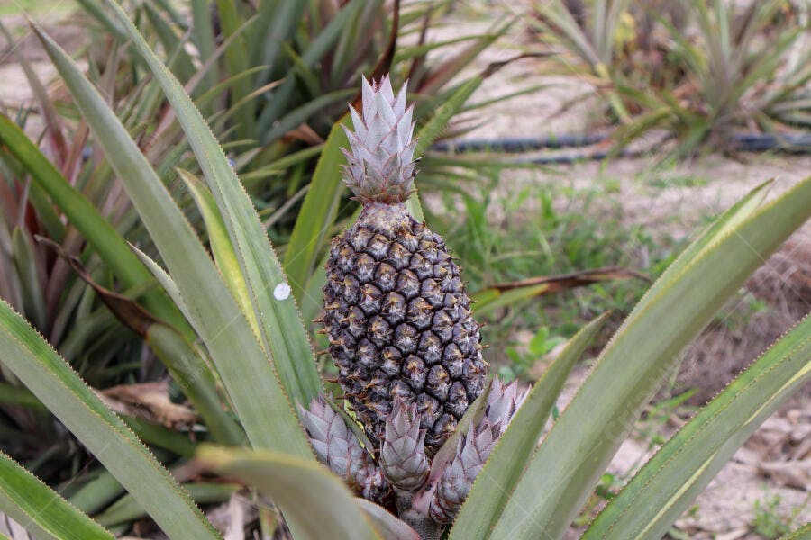 Abacaxi jovem crescendo em plantação verde e marrom