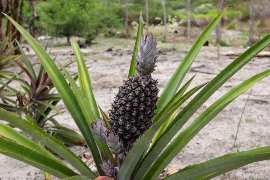 Abacaxi verde crescendo na planta tropical em campo arenoso