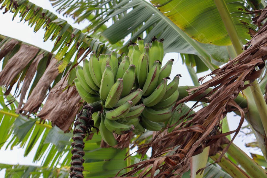 Cacho de bananas verdes crescendo em bananeira tropical