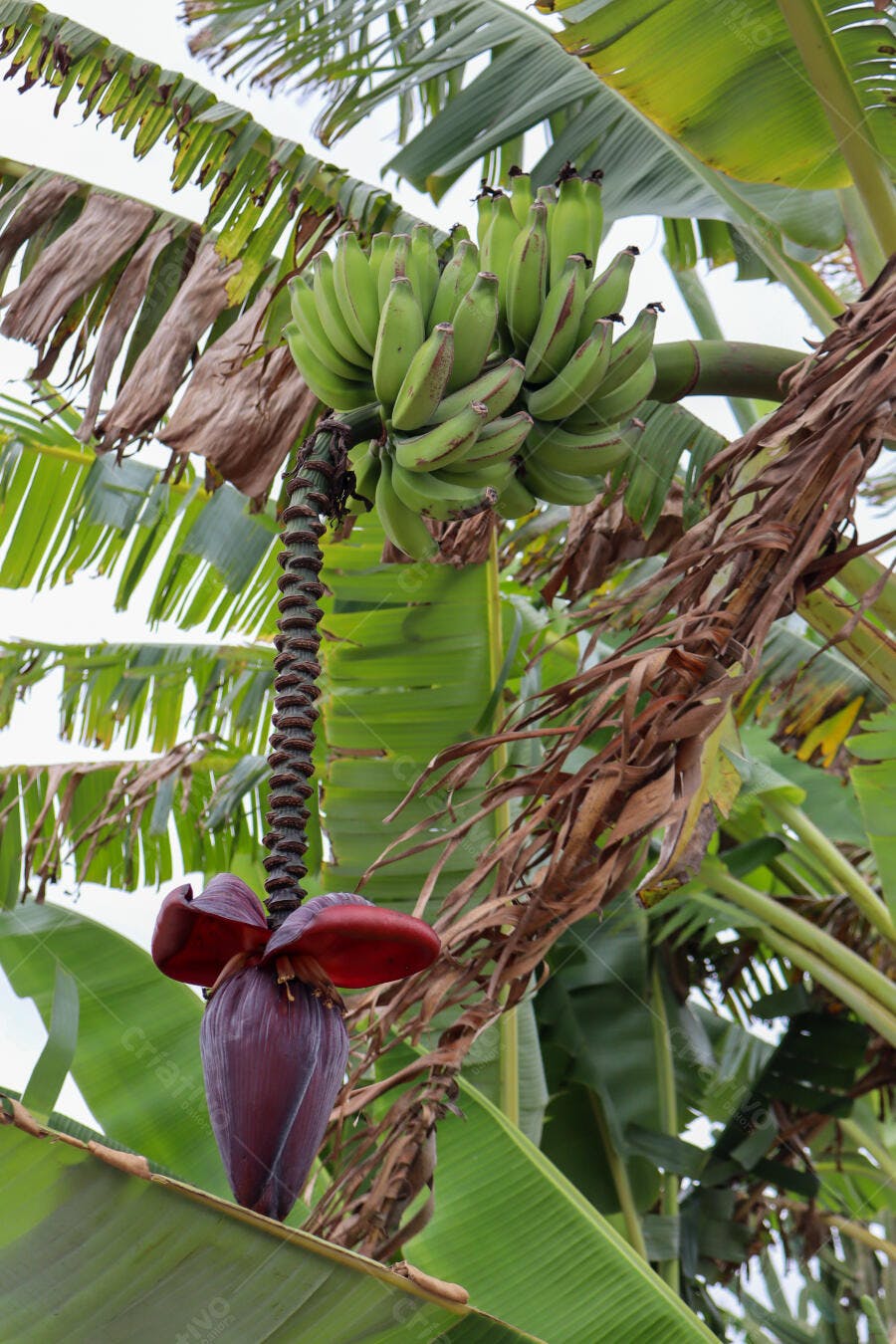 Cacho de bananas verdes e flor de bananeira em árvore tropical