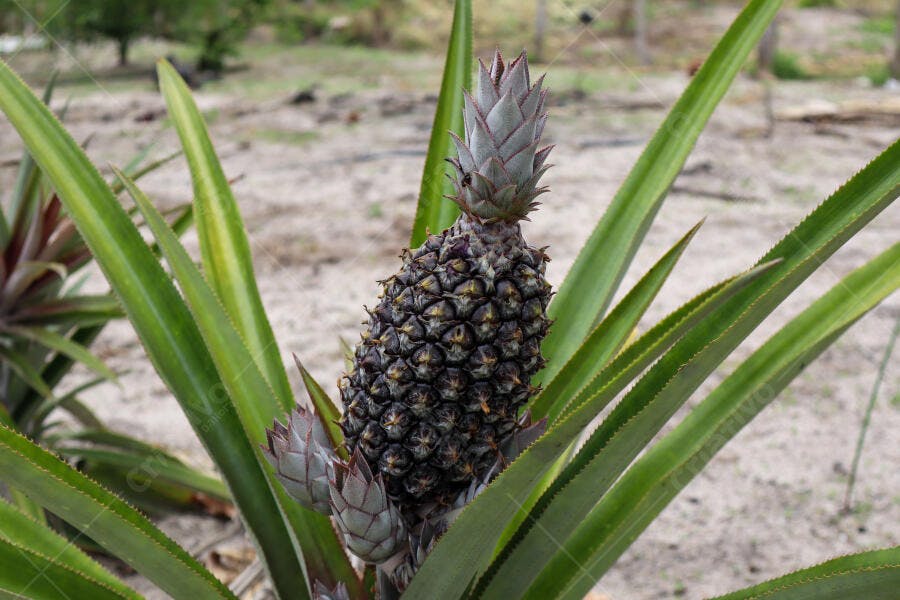 Abacaxi jovem crescendo no campo com folhas verdes vibrantes