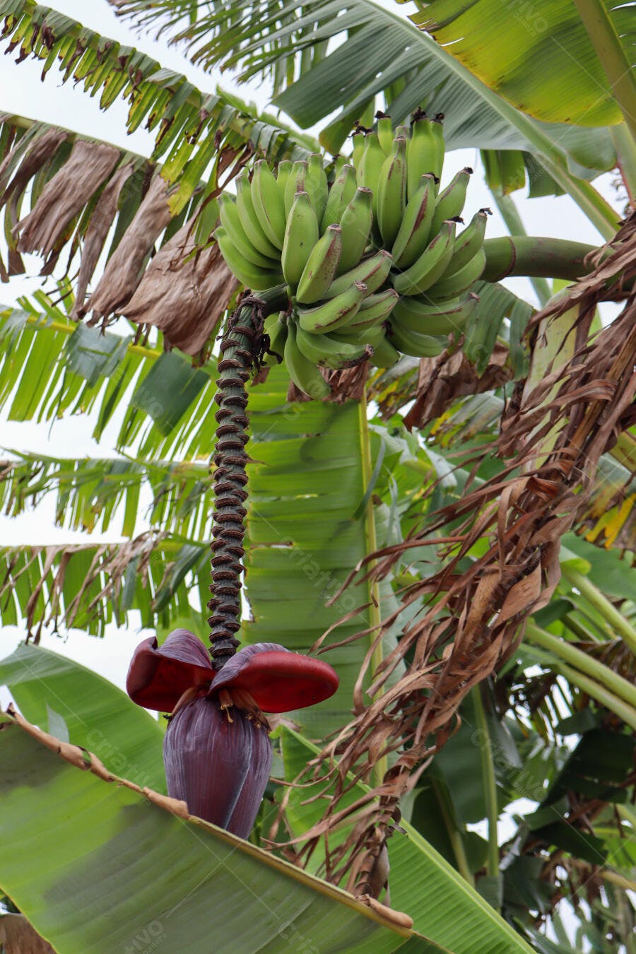 Cacho de bananas verdes e flor de bananeira em plantação tropical