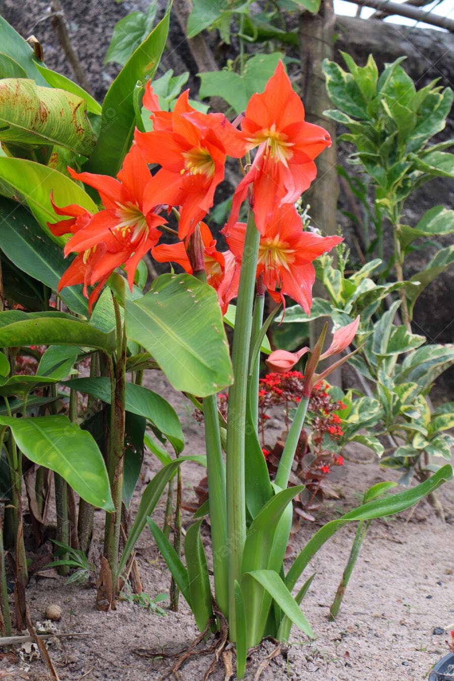 Amarílis flores laranjas vibrantes em jardim com folhagem verde