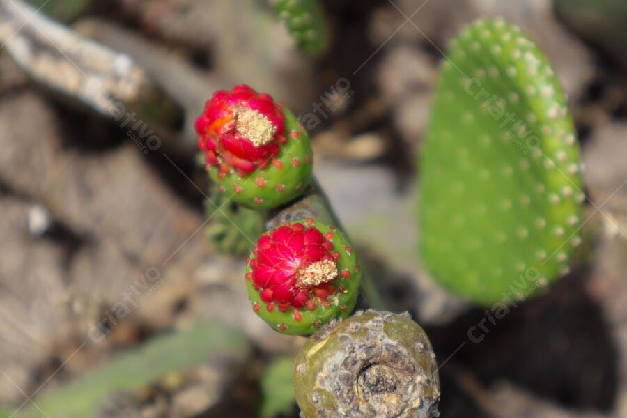Cacto Opuntia com flores vermelhas vibrantes em close-up no deserto