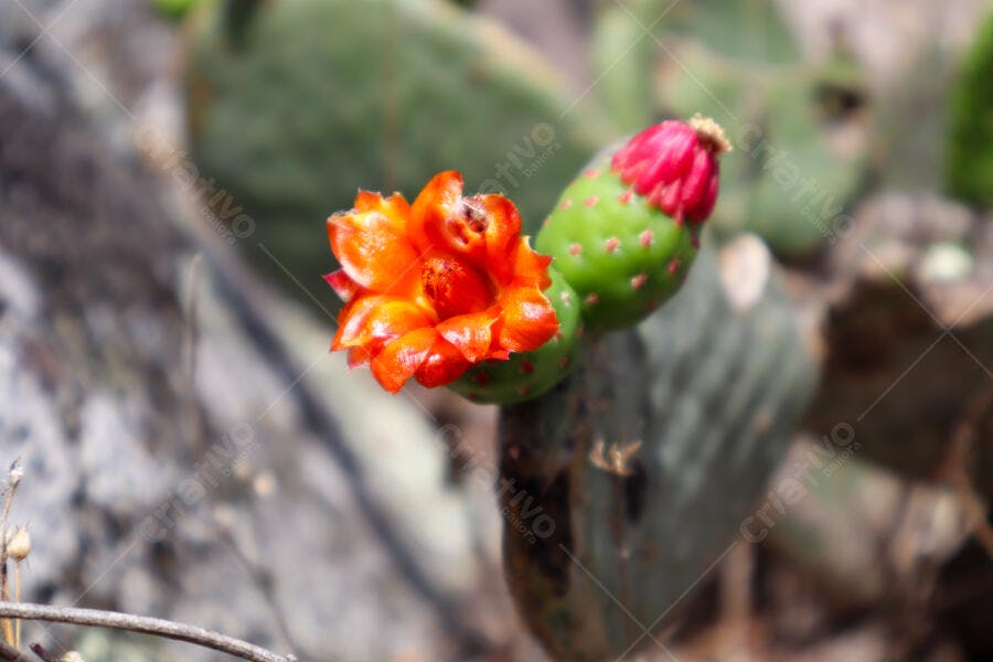 Flor de cacto opuntia laranja vibrante e botão verde em paisagem natural