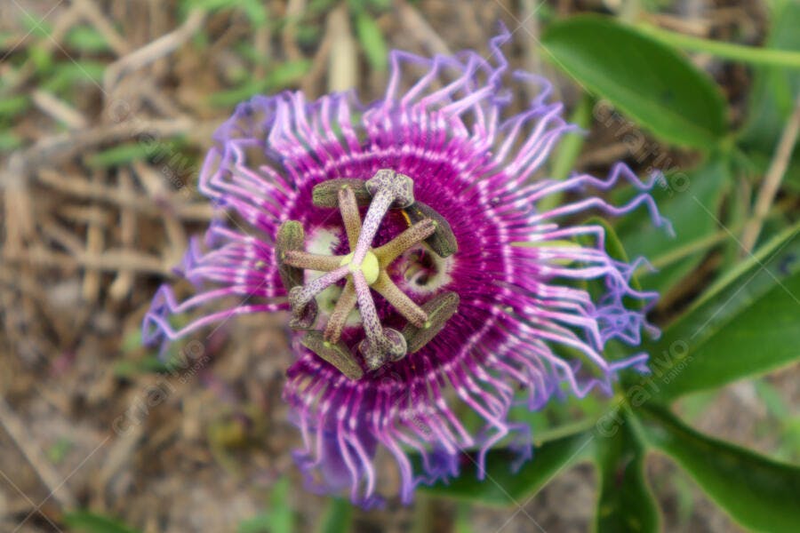 Flor da paixão roxa vibrante em close-up na natureza