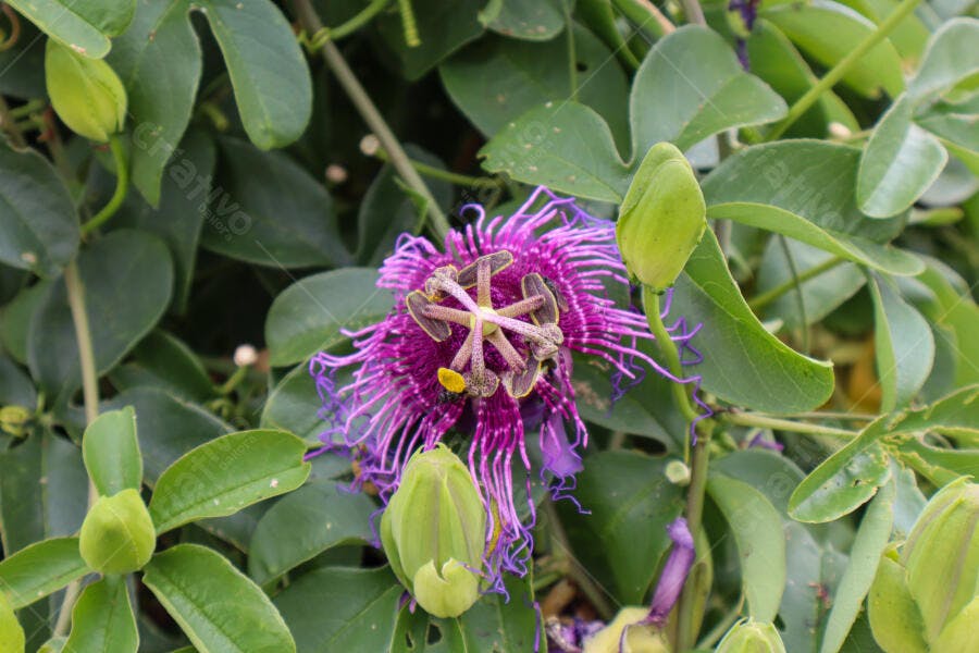 Flor de maracujá roxa vibrante em meio a folhas verdes frescas