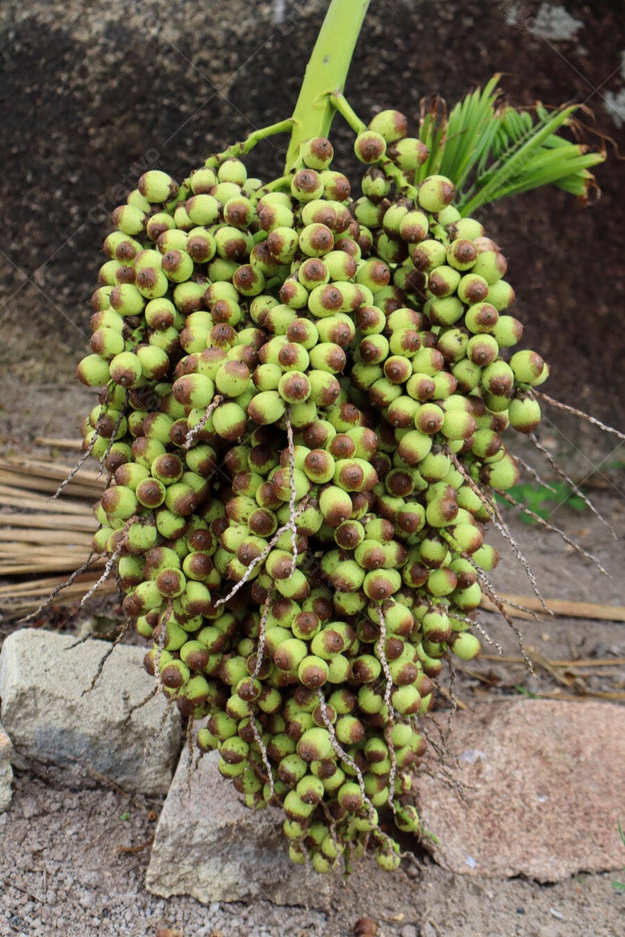 Cacho de frutos de palmeira imaturos verdes e marrons na natureza