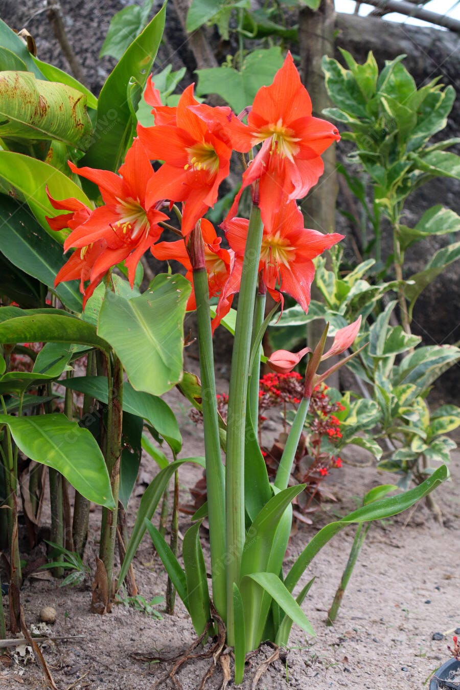 Flores Amaryllis laranjas vibrantes em canteiro de jardim botânico