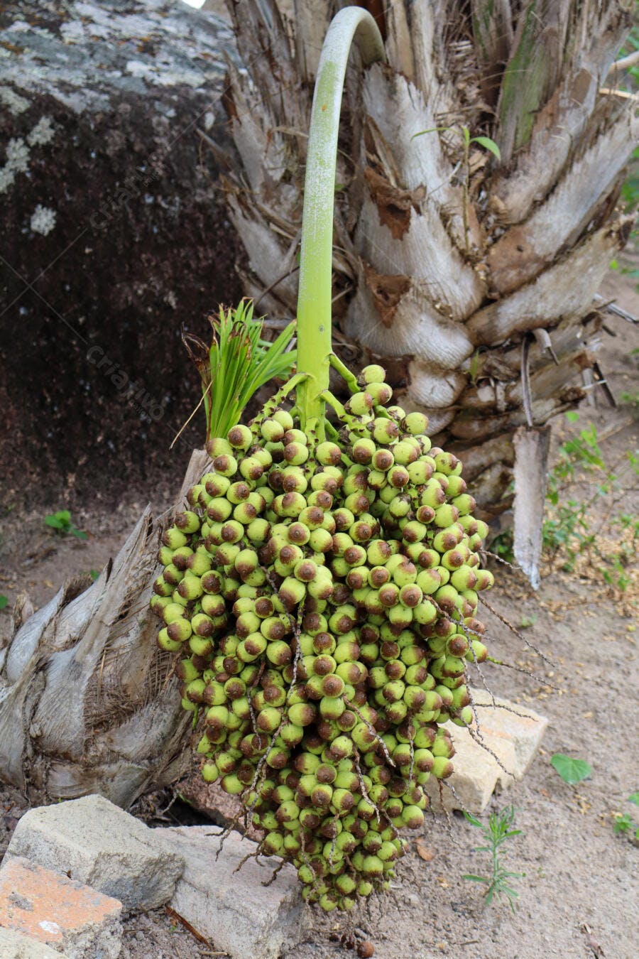 Cacho de frutos verdes de palmeira em um ambiente tropical natural