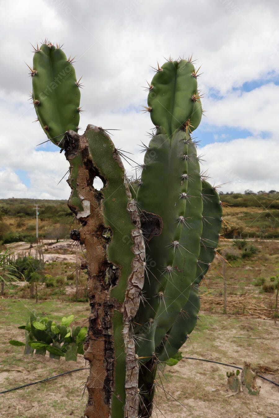 Cacto verde robusto com espinhos pontiagudos em paisagem árida sob céu nublado