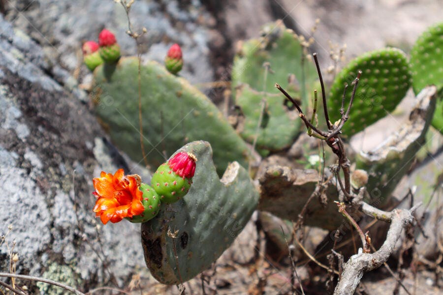 Cacto Opuntia florescendo com flor laranja vibrante e botões rosa em solo rochoso
