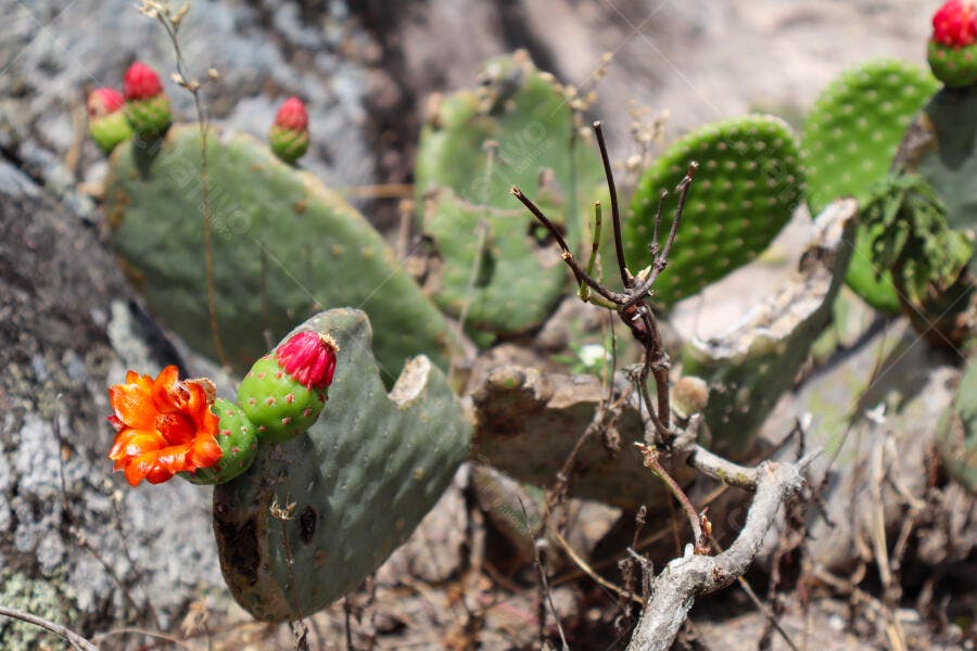 Cacto Opuntia florido com flor laranja vibrante e botões vermelhos