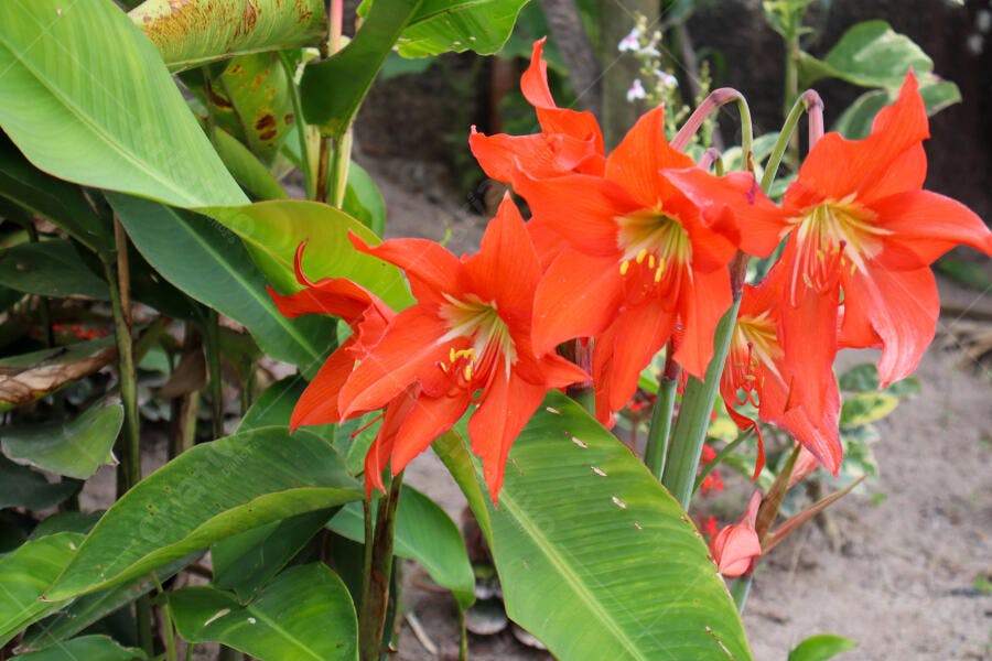 Flores Amaryllis laranja vibrante em jardim tropical verde